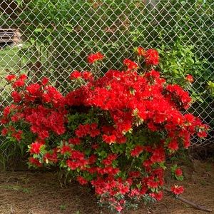 Meet your Posher, Thanh